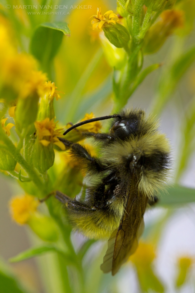 bumblebee-yellow-flower-log