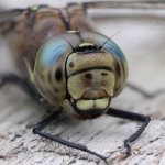 close-up-dragonfly-logo