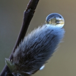 sphere-on-pussy-willow-logo