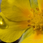 yellow-flower-drop-logo
