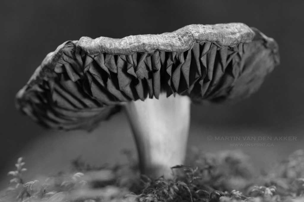 mushroom-BW1