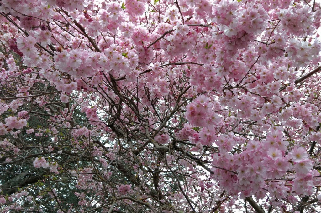 blossom1-low-res